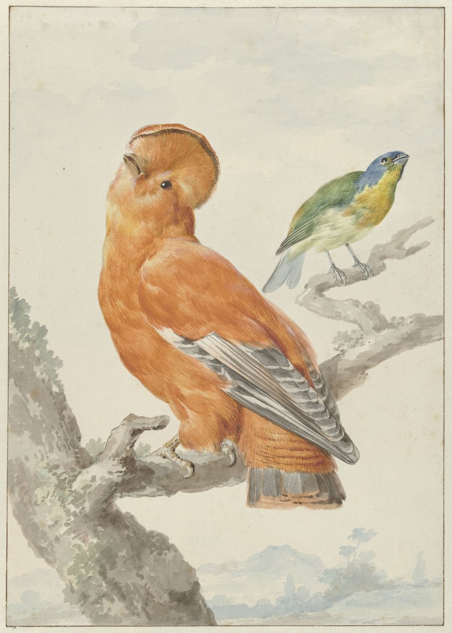 Två exotiska fåglar Två fåglar: en orange klipptupp (Rupicola rupicola) och en regnbågssparv (Passerina leclancherii) av Aert Schouman