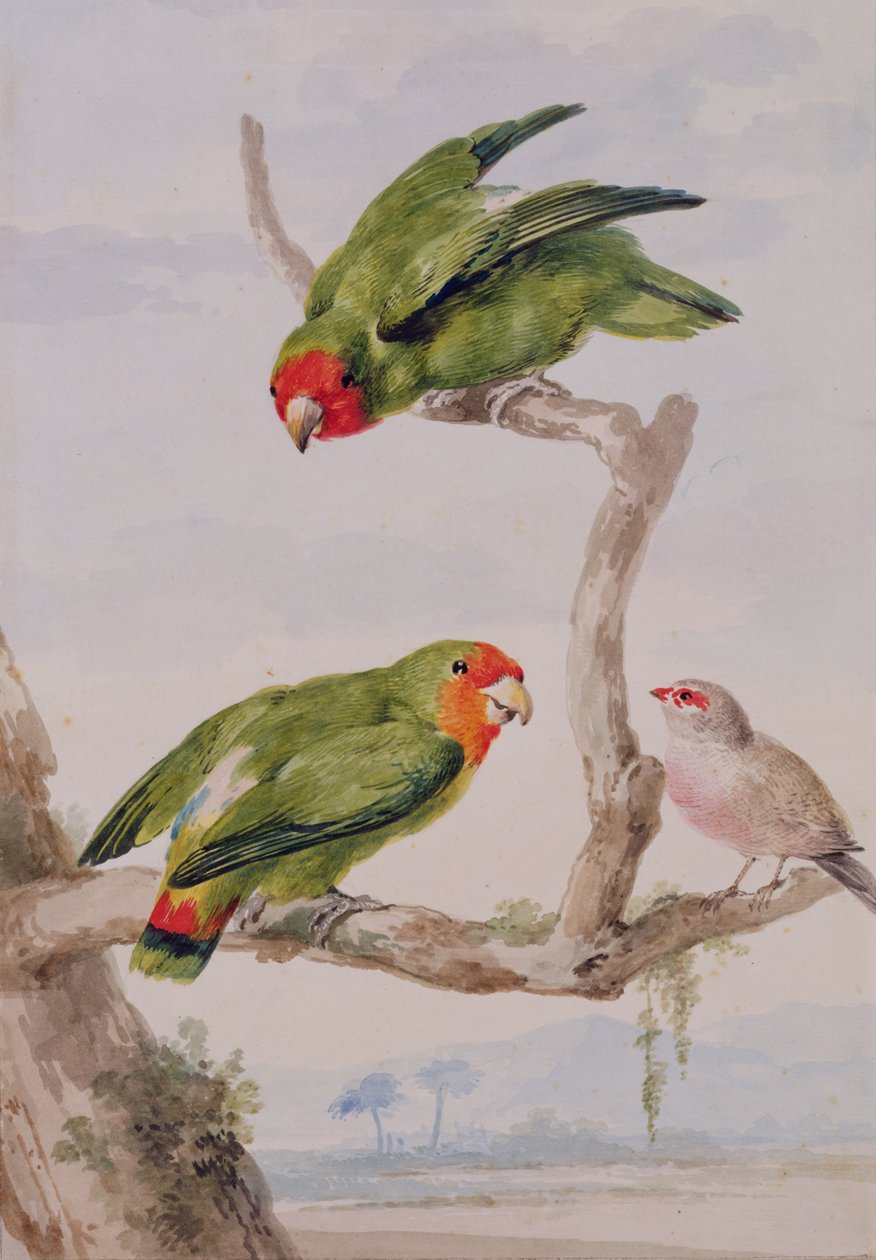 Två röda ansiktspapor och en vaxnäbb, 1756 (krita, wc & penna på papper) av Aert Schouman