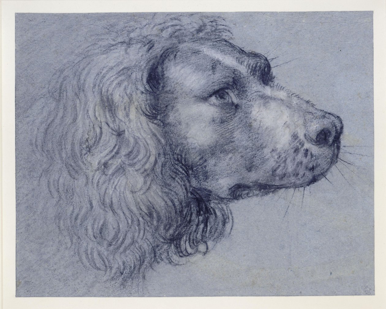 Huvudstudie av en spaniel av Agostino Carracci