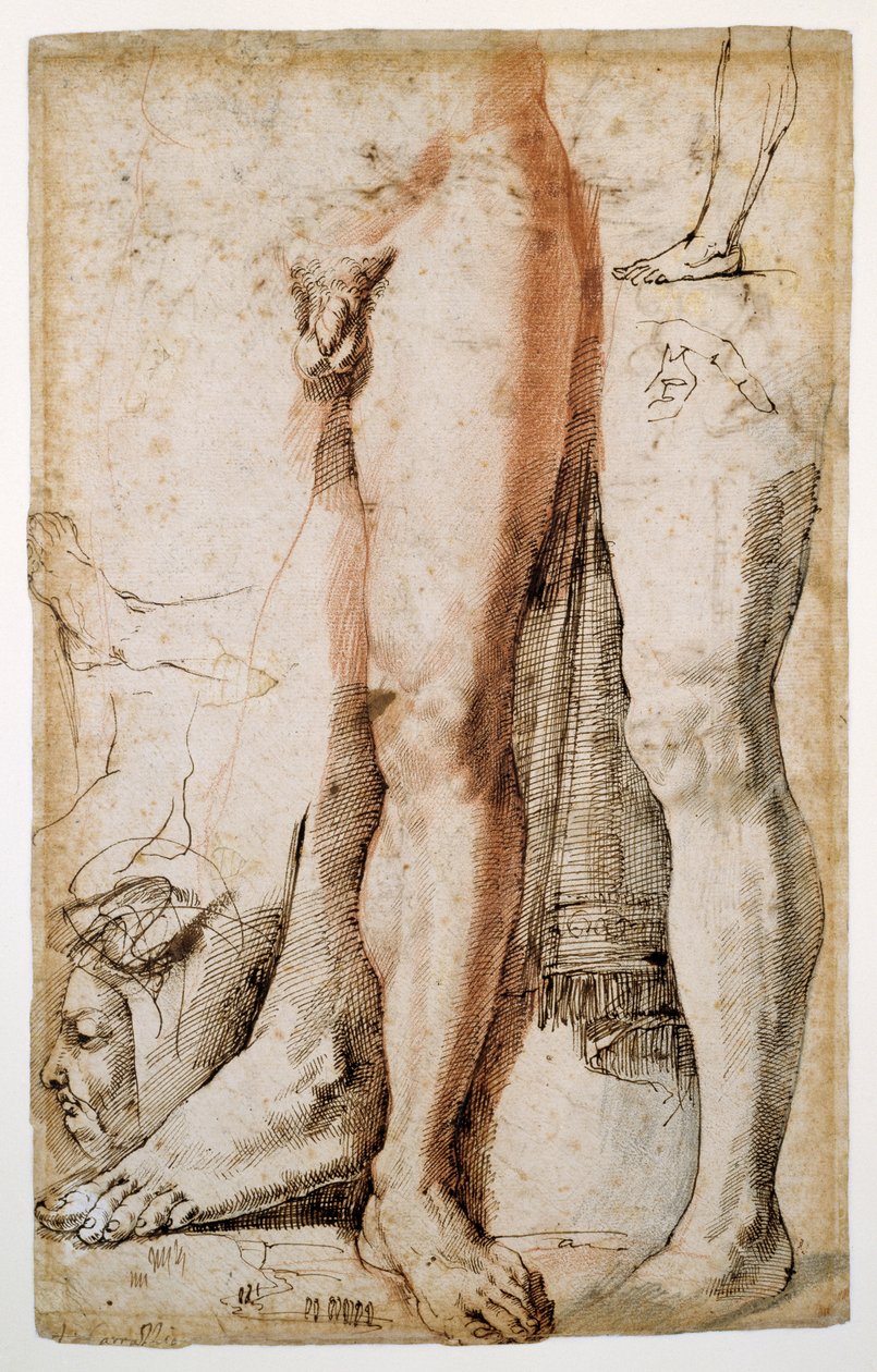 Studier av en mans vänstra ben, en vänsterhand och en mans huvud i profil (röd krita förstärkt med penna & brunt bläck, på krämpapper) av Agostino Carracci