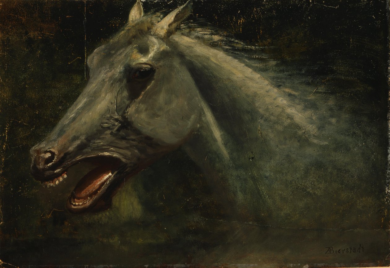 A Wild Stallion  av Albert Bierstadt