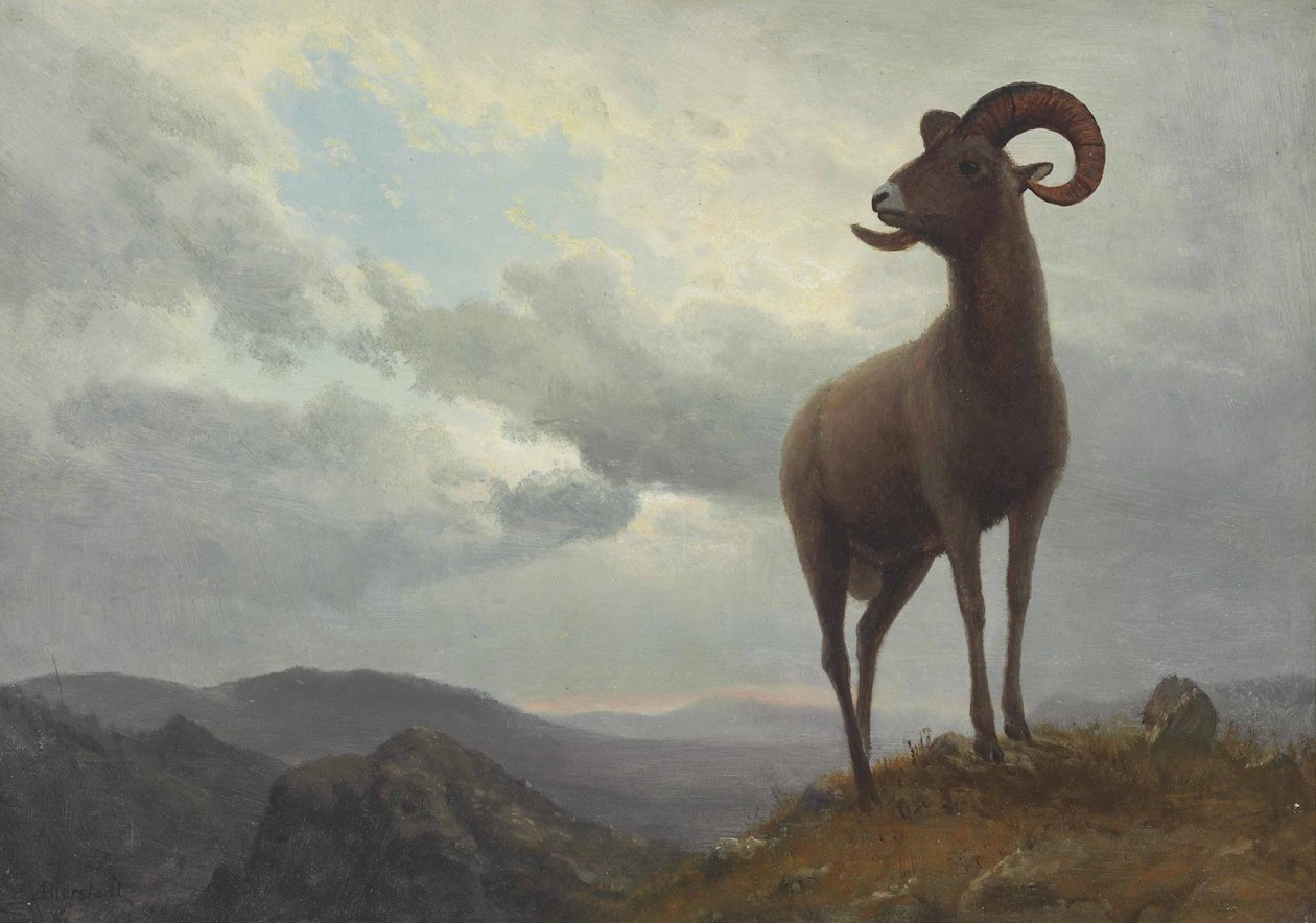 Långa horned får av Albert Bierstadt