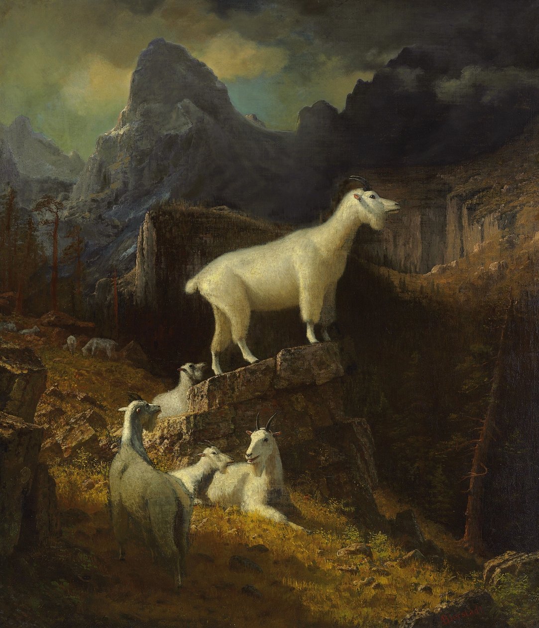 Rocky Mountain Goats av Albert Bierstadt