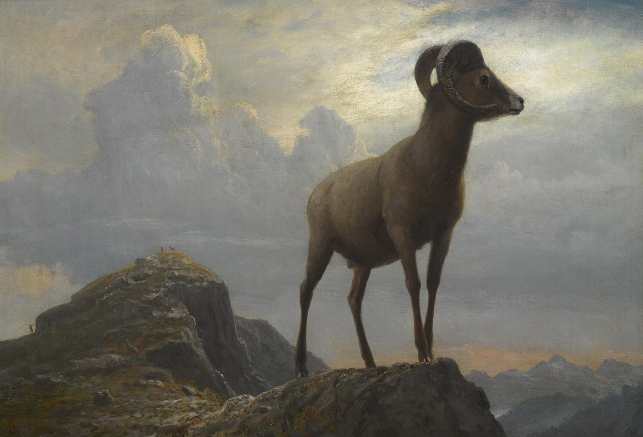 Study of a Bighorn Ram av Albert Bierstadt