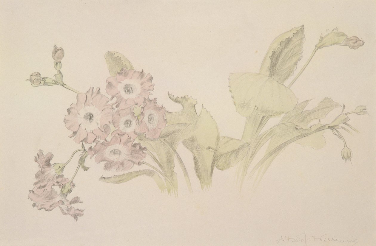 Auricula (wc & penna på papper) av Albert Williams