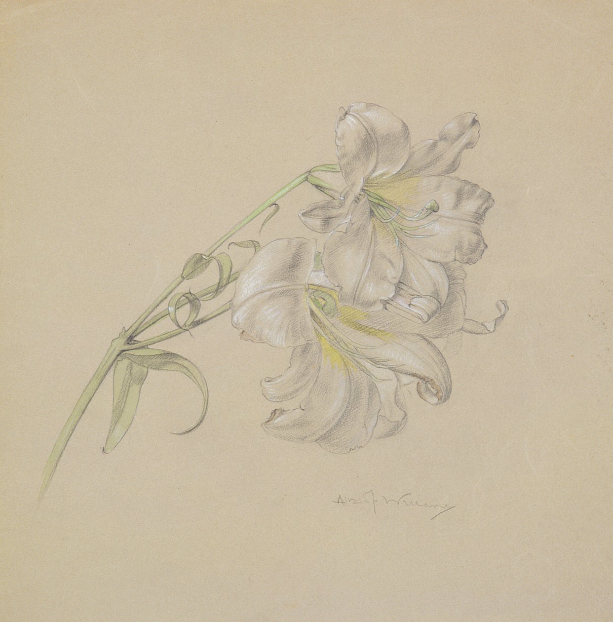 Lily (wc, krita & penna på papper) av Albert Williams