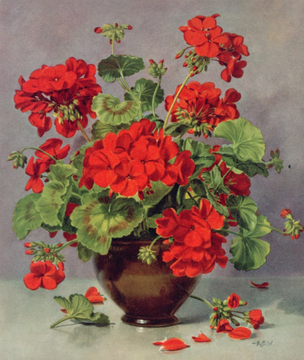 PB273 Geranium i totonu o se ipu omea ua fa
