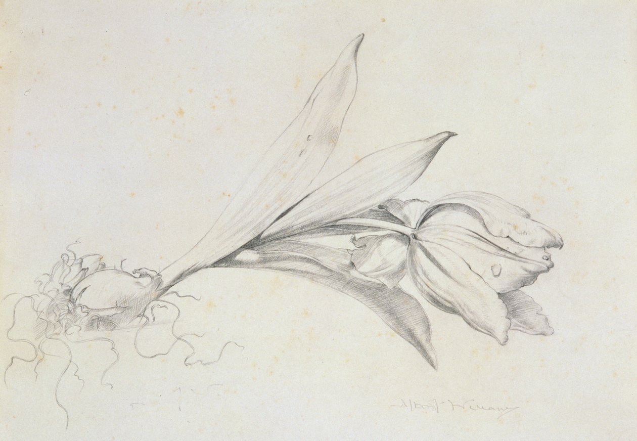 Tulpan av Albert Williams