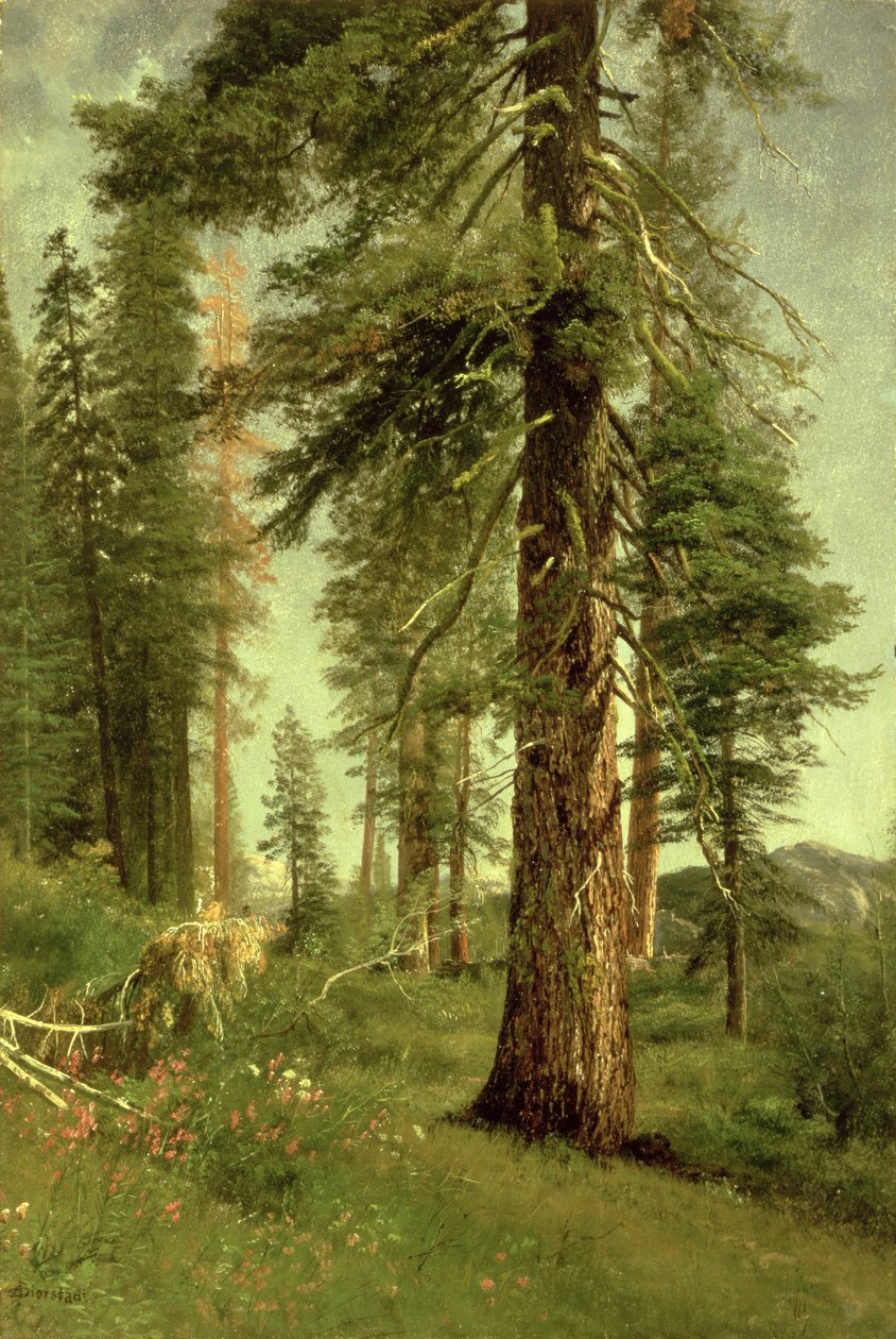 Kalifornien Redwoods av Albert Bierstadt