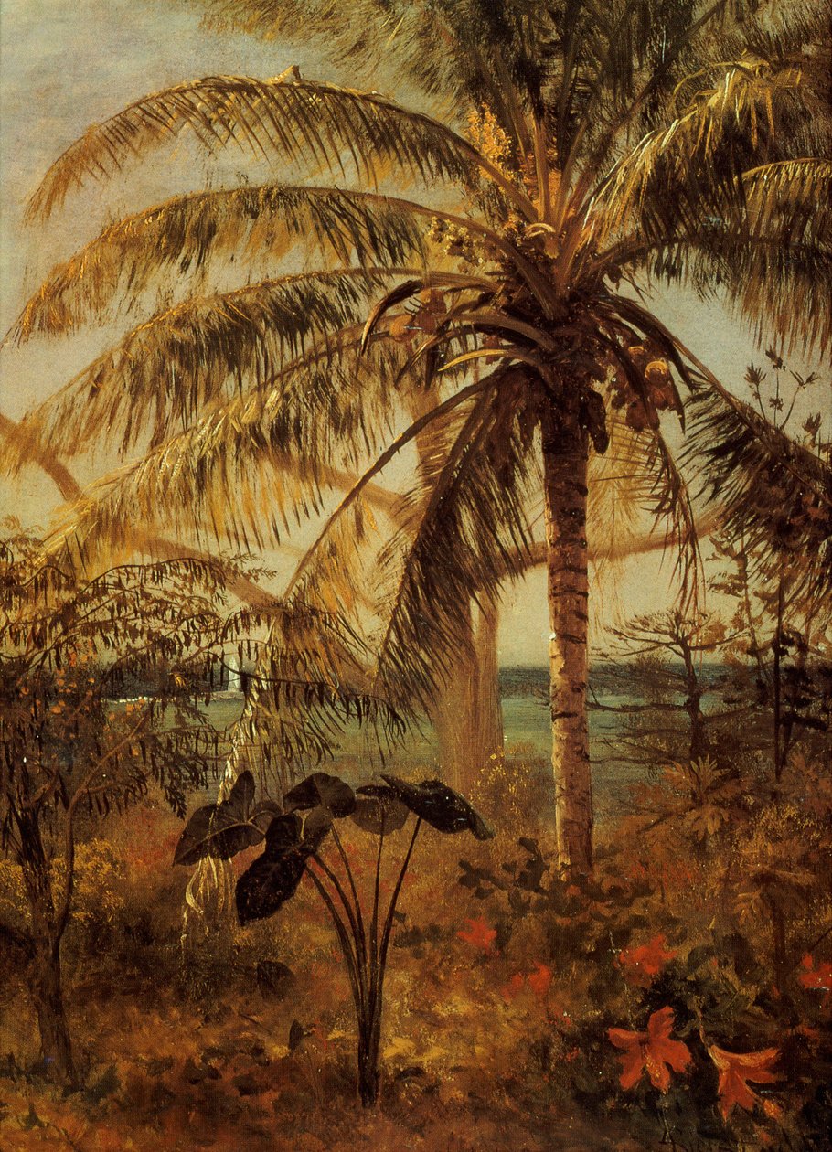 Palmträd, Nassau, 1892 av Albert Bierstadt