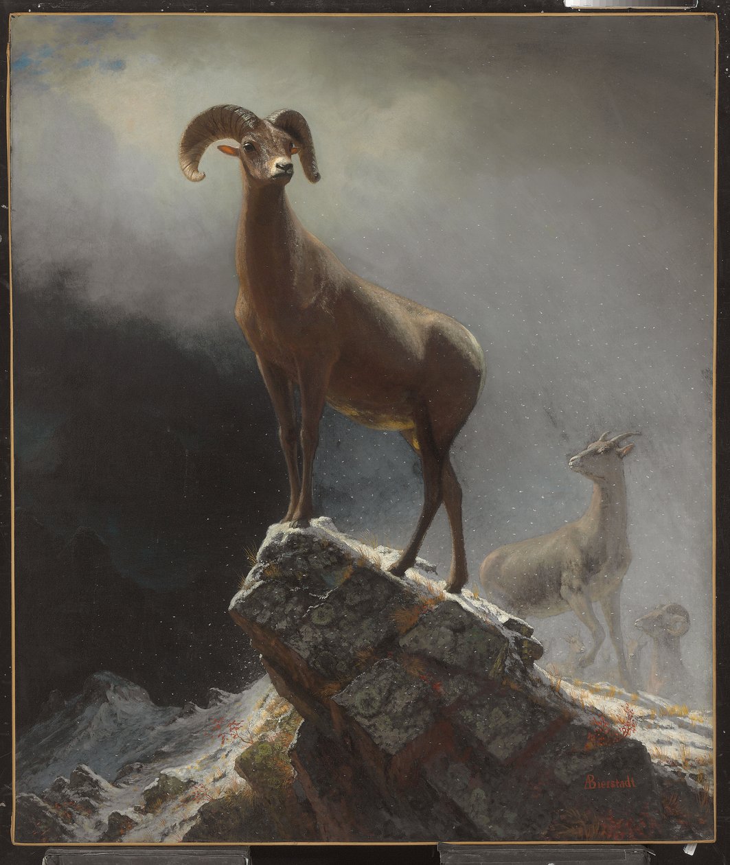 Rocky Mountain Sheep eller Big Horn, Ovis, Montana, c.1884 av Albert Bierstadt
