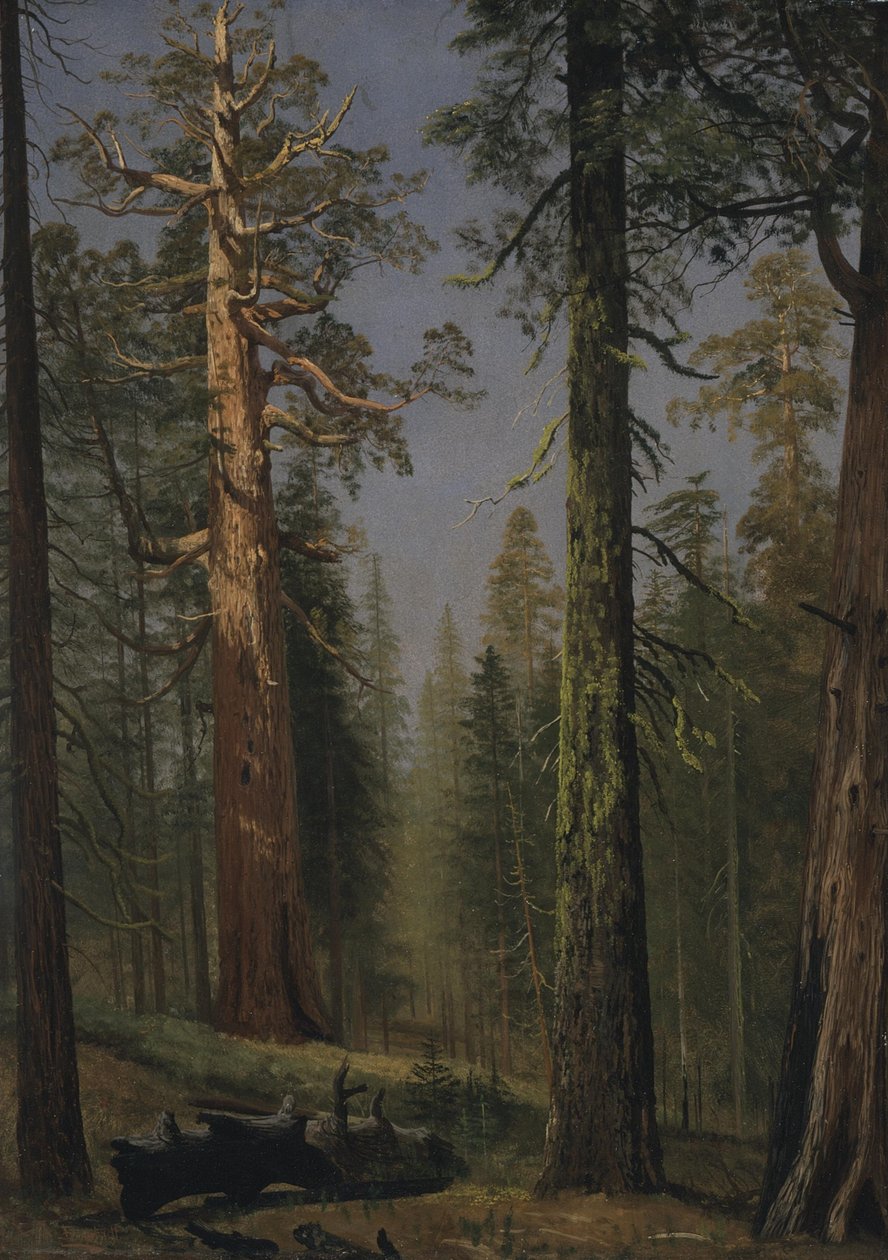 Jättekvoten Grizzly, Mariposa Grove, Kalifornien av Albert Bierstadt
