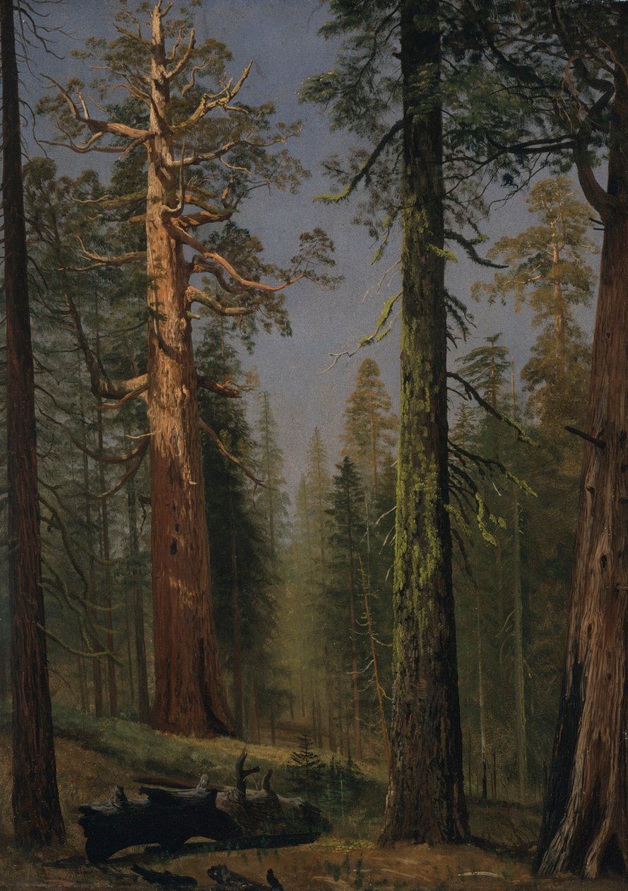 Jättekvoten Grizzly, Mariposa Grove, Kalifornien av Albert Bierstadt