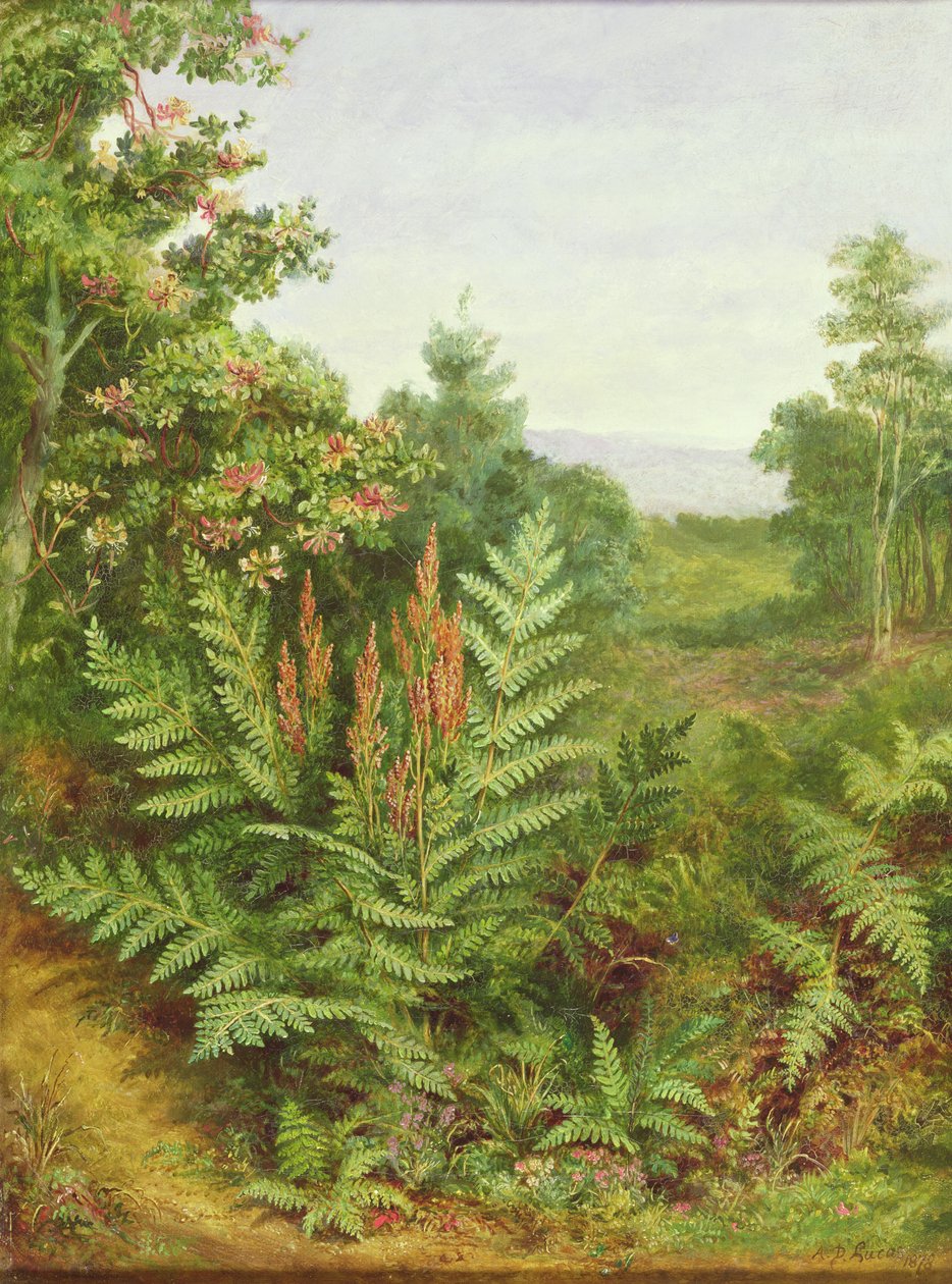 Kaprifol och ormbunkar av Albert Durer Lucas