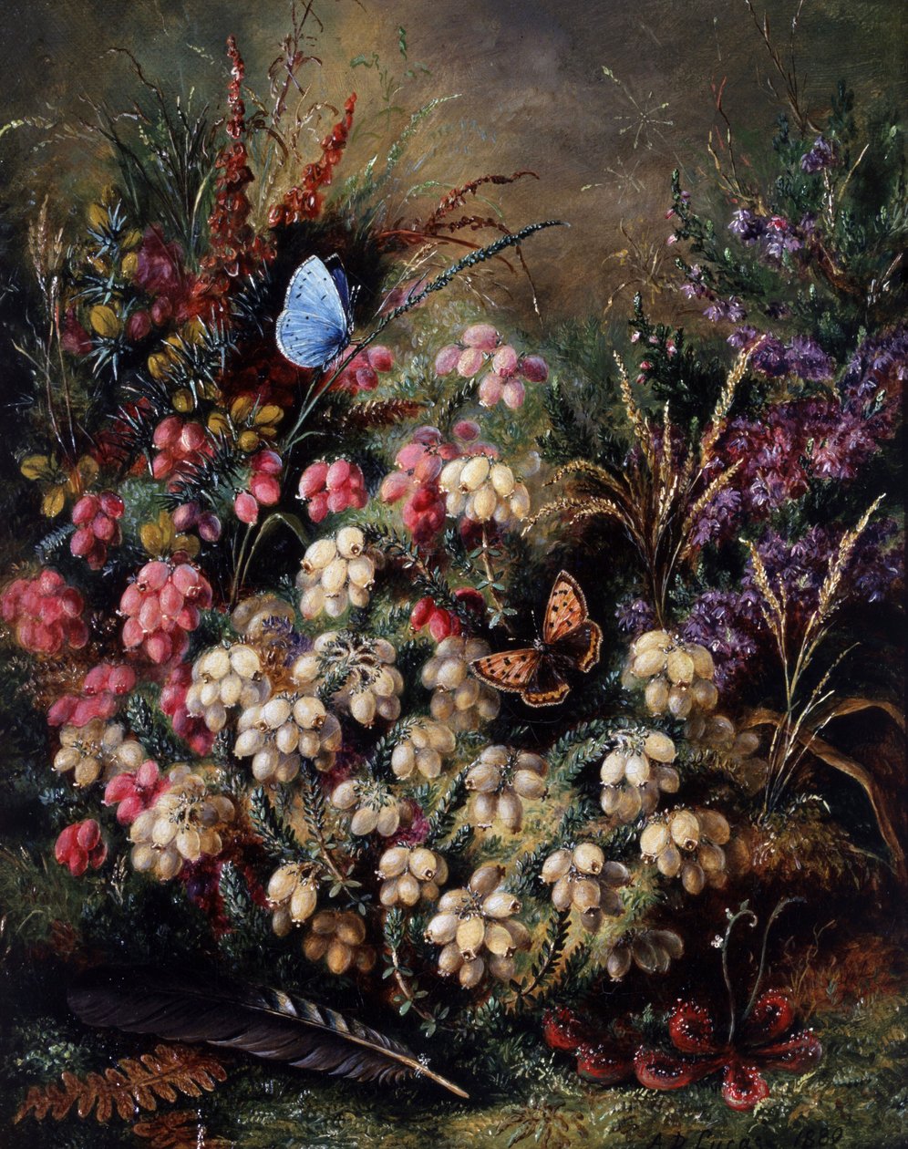 Fjäril i ljungen av Albert Durer Lucas