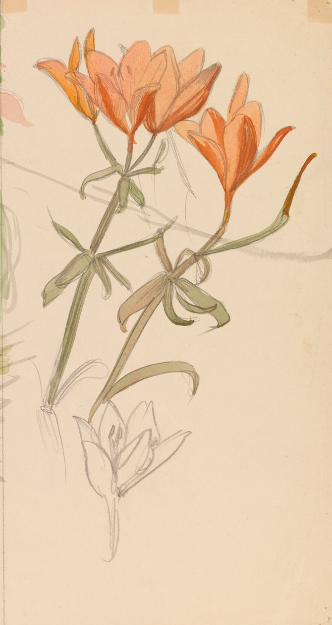 Orange Lilien av Albert Edelfelt