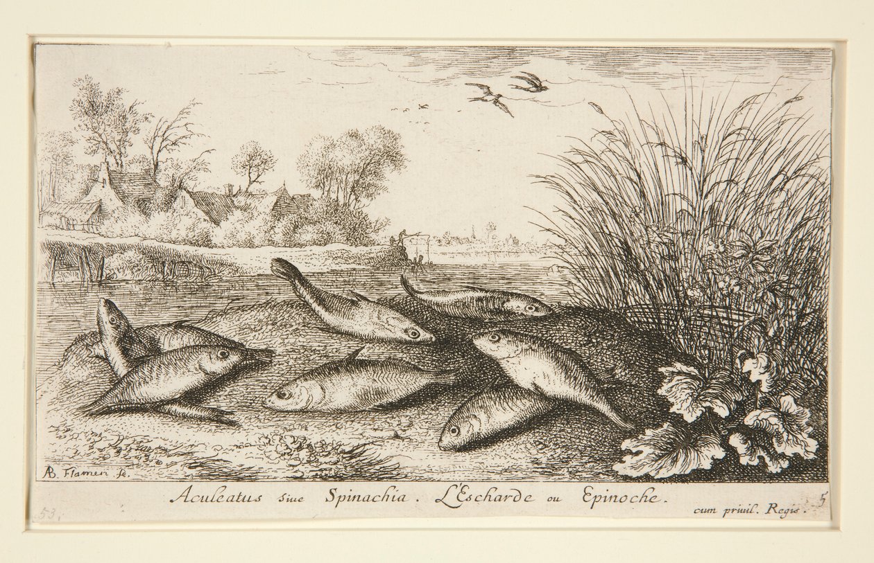 Aculeatus eller Spinachia. L av Albert Flamen