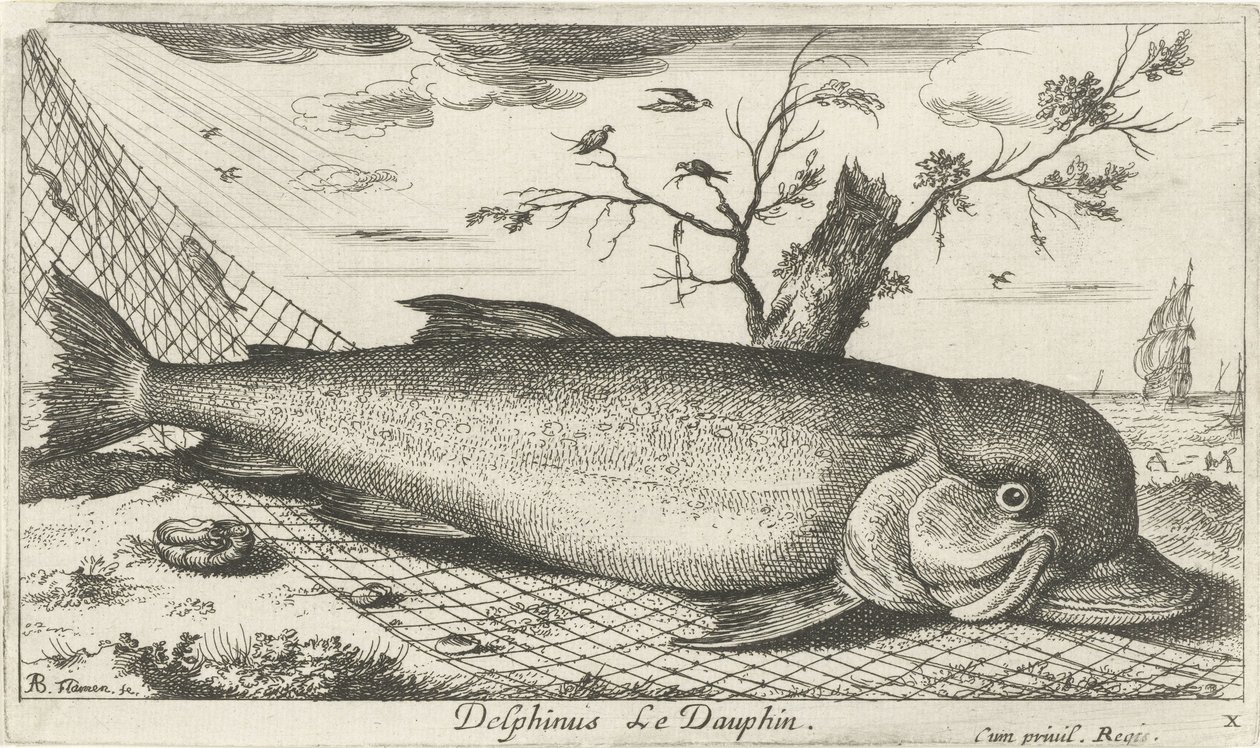 Delfin i ett fiskenät Delphinus le Dauphin. (titel på objekt) Fish and Other Sea Creatures - Saltwater Third Series (serietitel) Poissons de mer (serietitel) av Albert Flamen