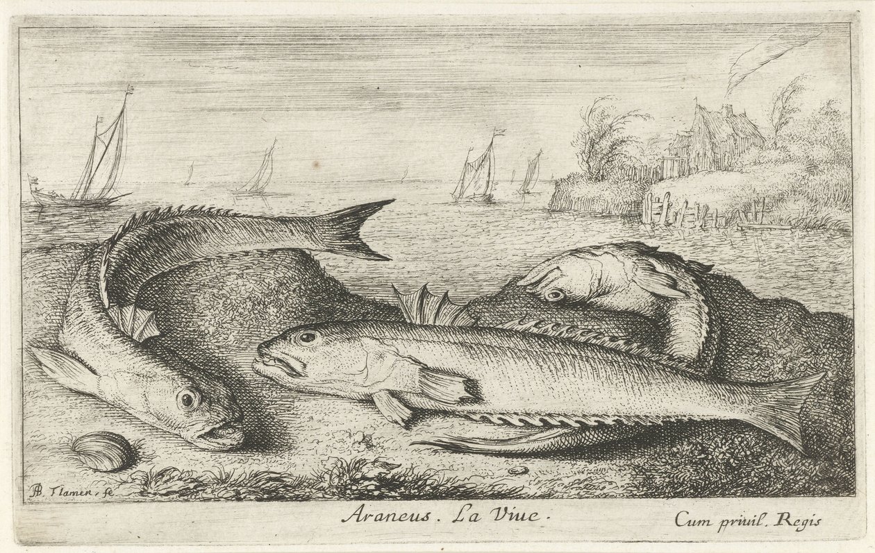 Tre fläckiga vivers på stranden Araneus. Livet. (titel på objekt) Fiskar och andra havsdjur - saltvattens andra serie (serietitel) Poissons de mer (serietitel) av Albert Flamen