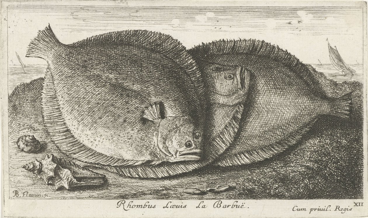Tre ungar på stranden Rhombus Laeuis La Barbuë (titel på objekt) Fiskar och andra havsdjur - saltvatten tredje serie (serietitel) Poissons de mer (serietitel) av Albert Flamen