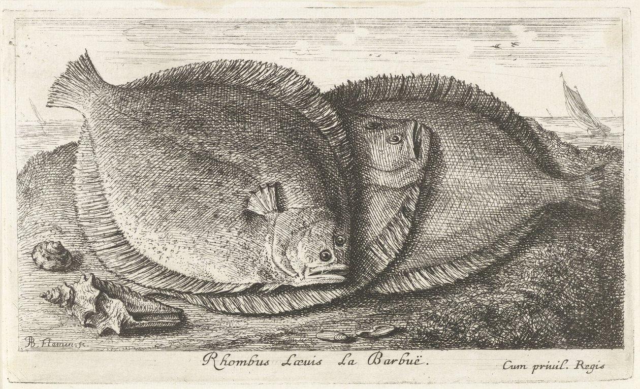 Tre ungar på stranden Rhombus Laeuis La Barbuë (titel på objekt) Fish and Other Sea Creatures - Saltwater Third Series (serietitel) Poissons de mer (serietitel) av Albert Flamen