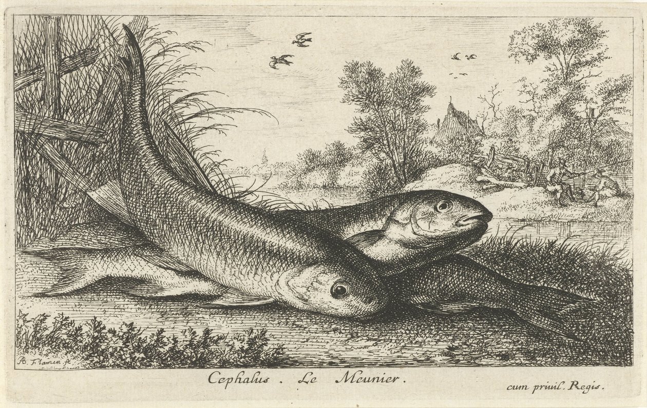 Tre färnar på en flodstrand cefalus. Le Meunier. (titel på objekt) Fiskar och andra havsdjur - första serien i sötvatten (serietitel) Diverse Especes de Poissons d