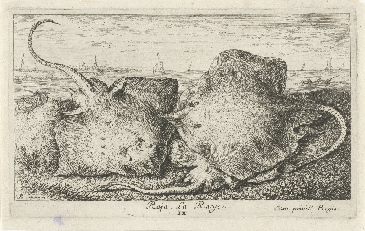 Tre strålar på stranden raja. La Raye. (titel på objekt) Fiskar och andra havsdjur - saltvattens andra serie (serietitel) Poissons de mer (serietitel) av Albert Flamen