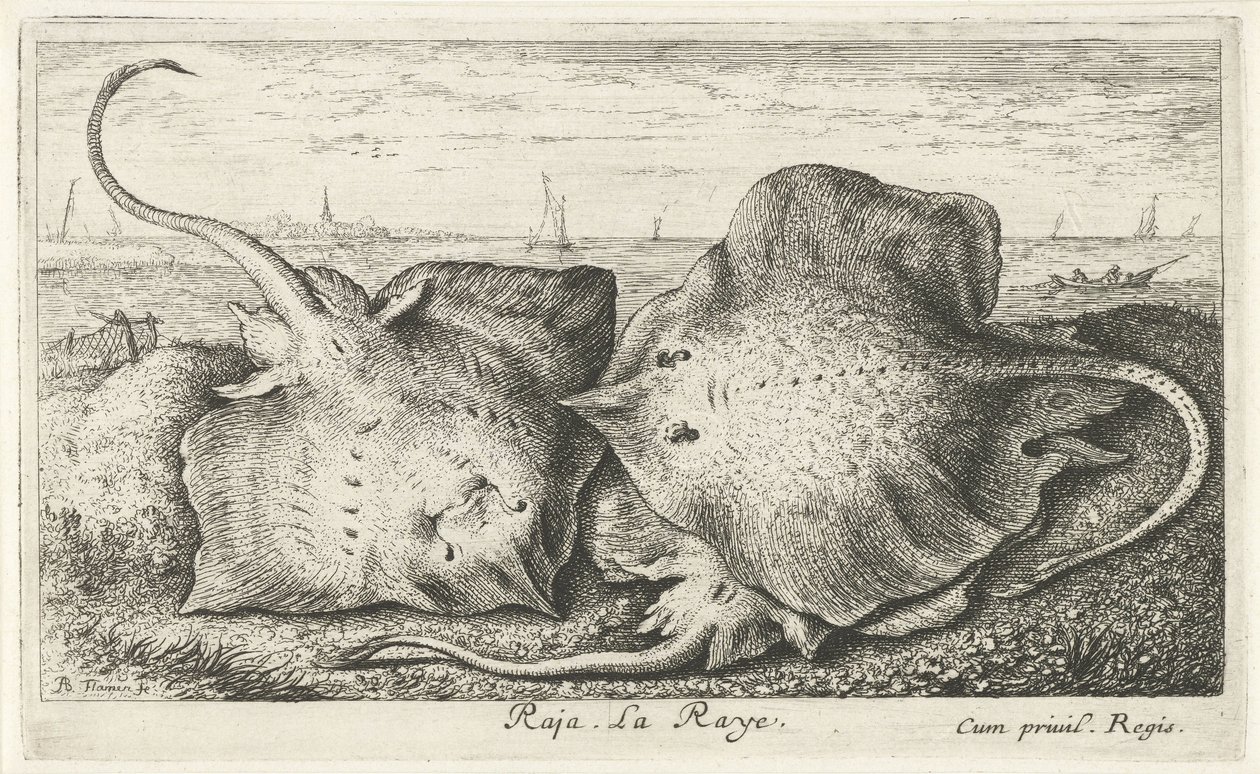 Tre strålar på stranden Raja. La Raye. (titel på objekt) Fiskar och andra havsdjur - saltvattens andra serie (serietitel) Poissons de mer (serietitel) av Albert Flamen