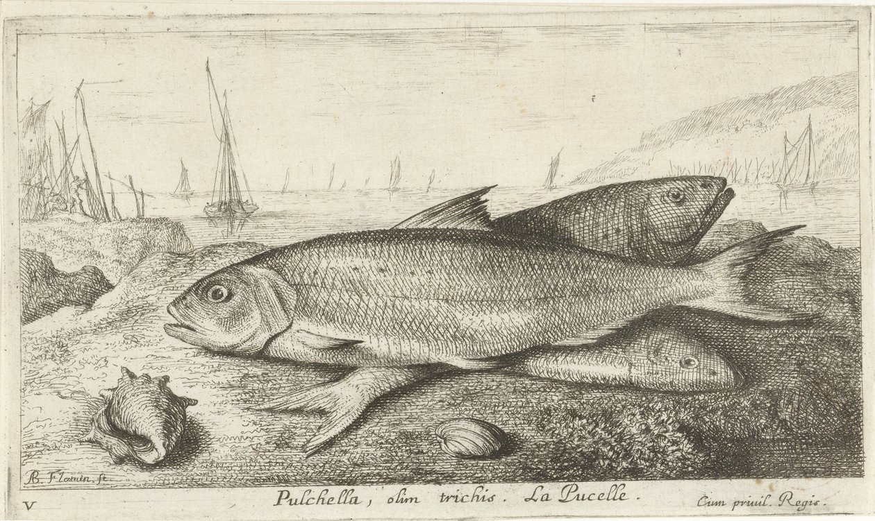 Tre fiskar på stranden Pulchella, olim trichis. La Pucelle. (titel på objekt) Fiskar och andra havsdjur - saltvatten första serie (serietitel) Diverses Especes de Poissons de mer (serietitel) av Albert Flamen