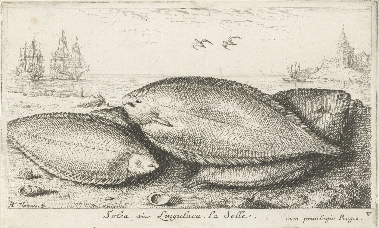 Tre sulor på stranden Solea siue Lingulaca. La Solle. (titel på objekt) Fiskar och andra havsdjur - saltvatten tredje serie (serietitel) Poissons de mer (serietitel) av Albert Flamen