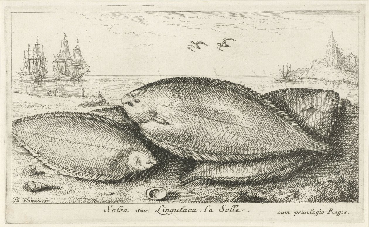 Tre sulor på stranden Solea siue Lingulaca. La Solle. (titel på objekt) Fiskar och andra havsdjur - saltvatten tredje serie (serietitel) Poissons de mer (serietitel) av Albert Flamen