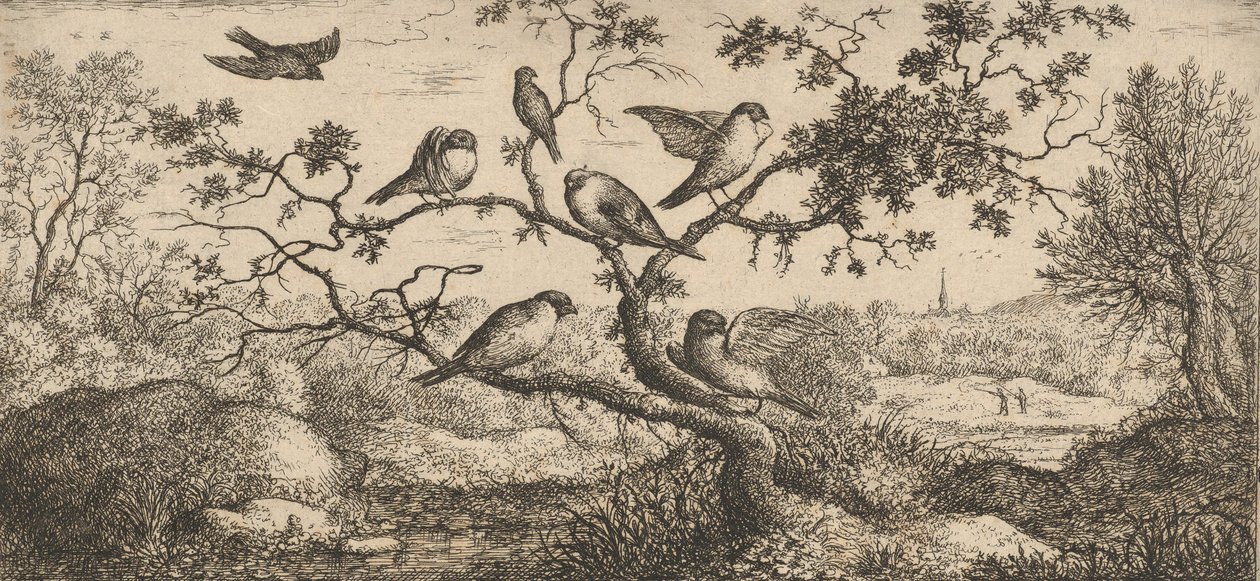 Ficedula, Piuoyne Domherren: Livre d