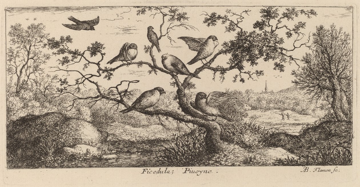 Ficedula, domherren av Albert Flamen