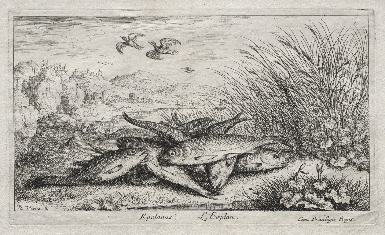 Sötvattenfisk, del II: Epelanus, L