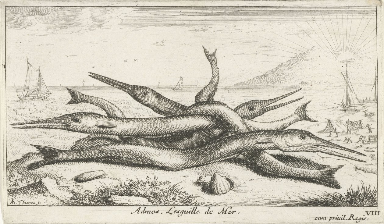 Garfish på stranden Admos. Lesguille de Mer. (titel på objekt) Fish and Other Sea Creatures - Saltwater Third Series (serietitel) Poissons de mer (serietitel) av Albert Flamen