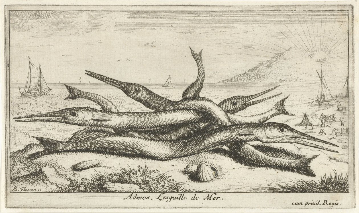 Fast på stranden Admos. Lesguille de Mer. (titel på objekt) Fiskar och andra havsdjur - saltvatten tredje serie (serietitel) Poissons de mer (serietitel) av Albert Flamen