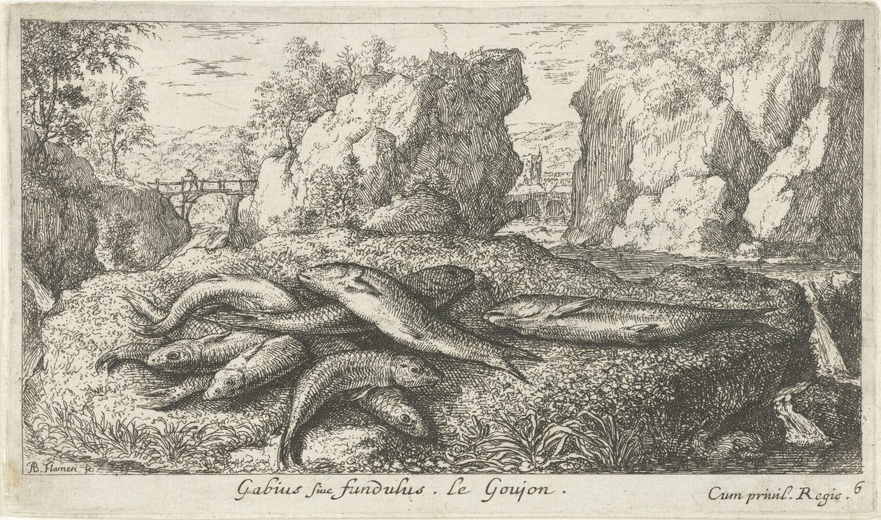 Knölar på en flodstrand Gabius siue fundulus. Le Gojon. (titel på objekt) Fiskar och andra havsdjur - sötvattens andra serie (serietitel) Second partie de Poissons d