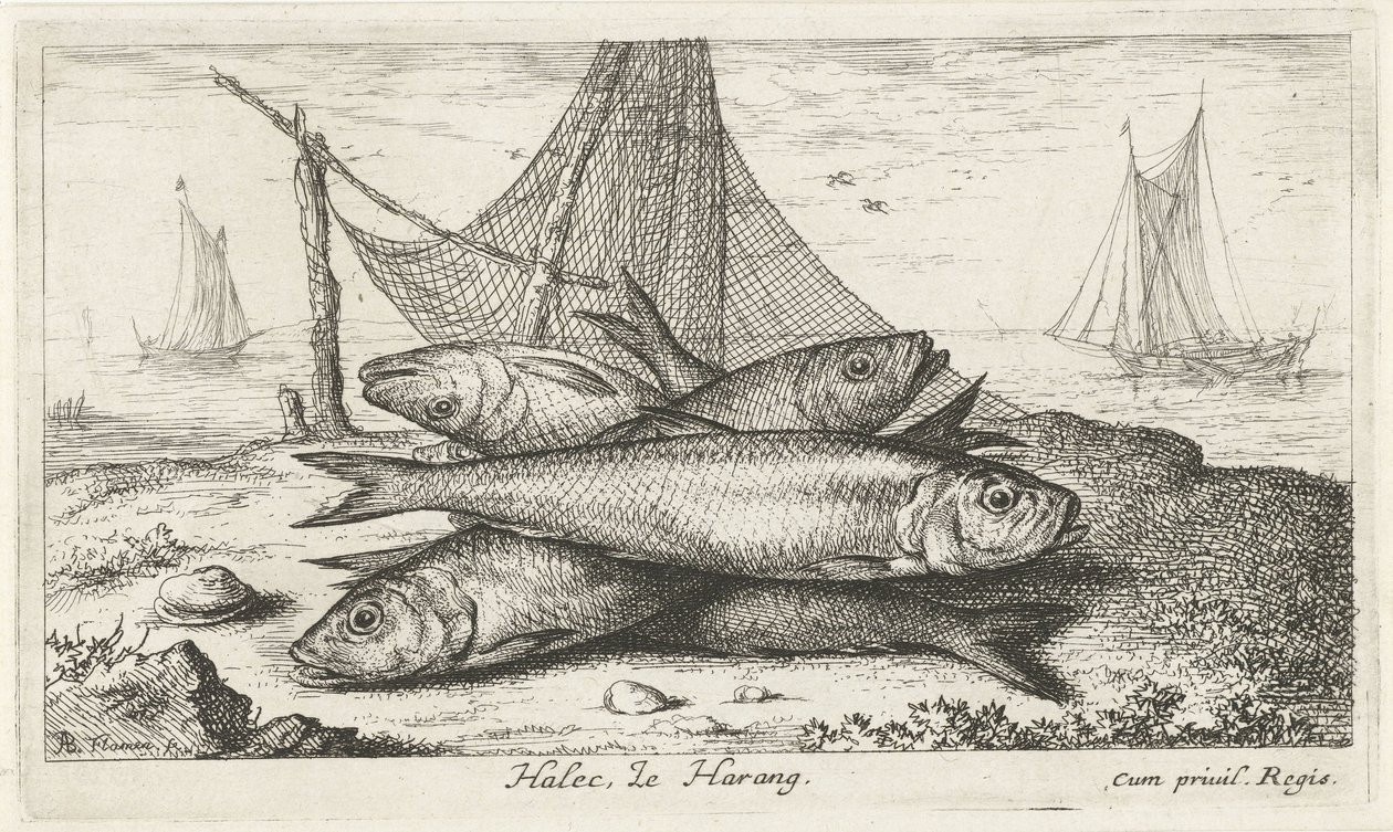 Pinnar i ett fiskenät Halec, LeHarang. (titel på objekt) Fiskar och andra havsdjur - saltvattens andra serie (serietitel) Poissons de mer (serietitel) av Albert Flamen