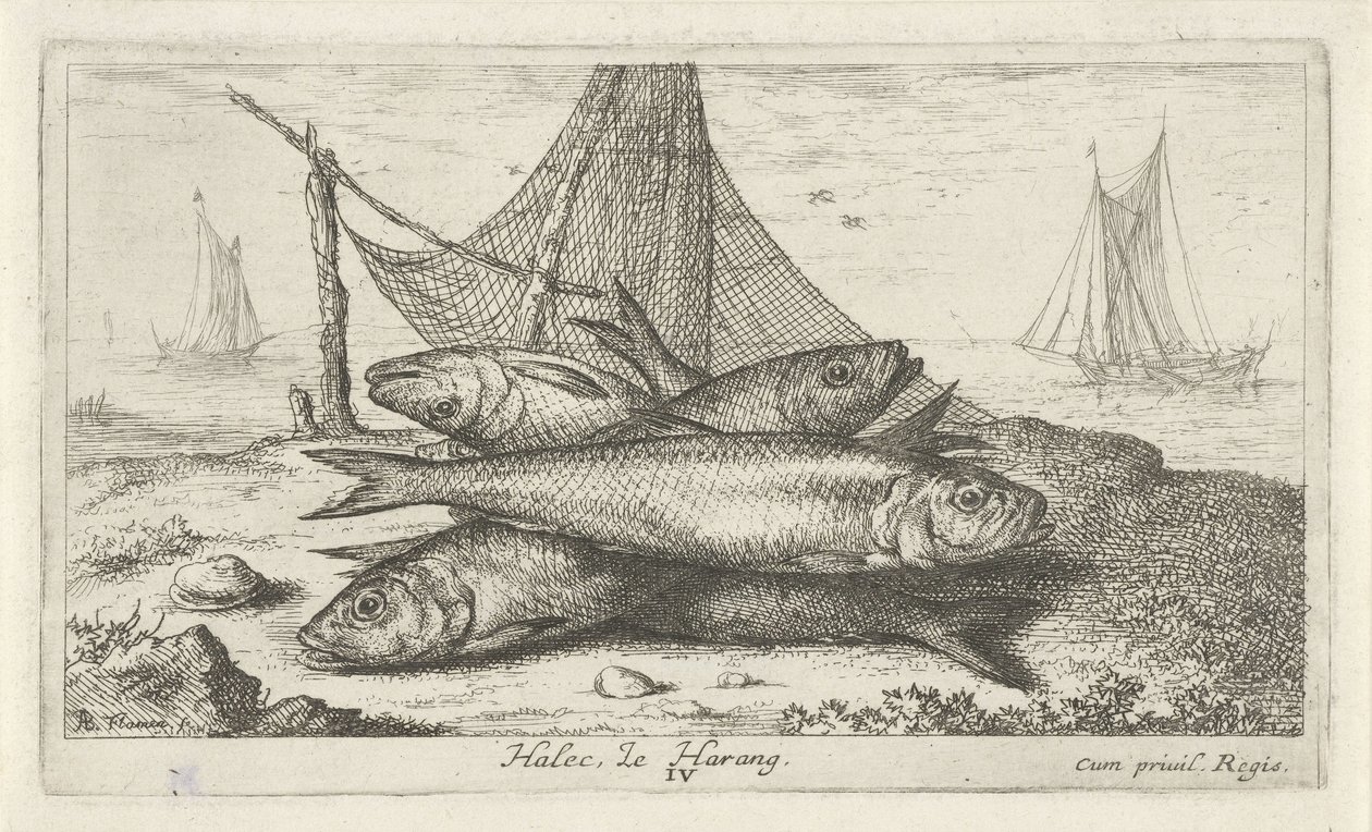 Sill i ett fiskenät Halec, Le Harang. (titel på objekt) Fiskar och andra havsdjur - saltvattens andra serie (serietitel) Poissons de mer (serietitel) av Albert Flamen