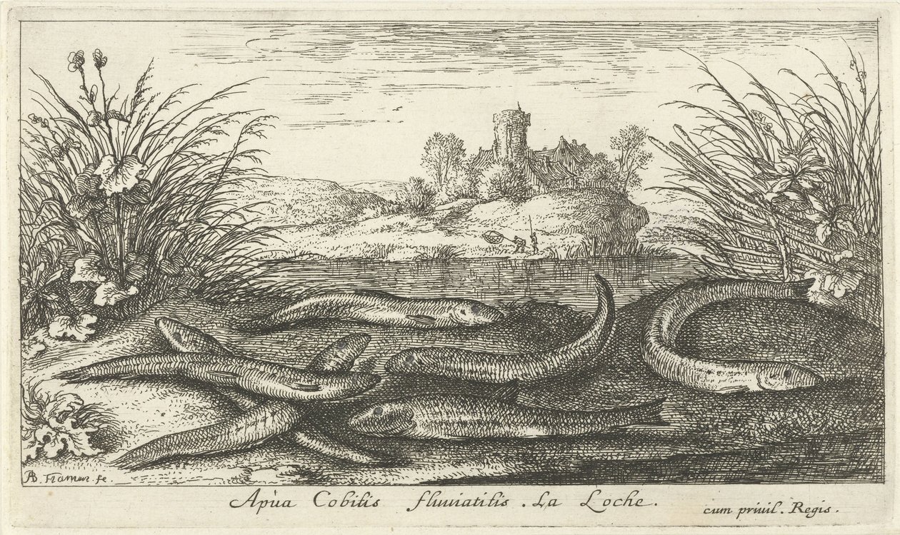 Loaches på en flodstrand Apua Cobitis fluuitilis. LaLoche. (titel på objekt) Fiskar och andra havsdjur - sötvattens andra serie (serietitel) Seconde partie de Poissons d