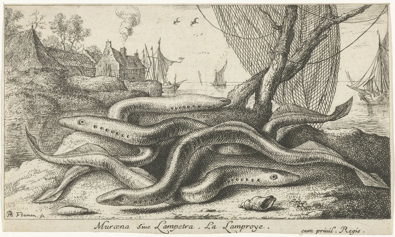 River lampreys på en bank Muraena siue Lampetra. LaLamproye. (titel på objekt) Fiskar och andra havsdjur - sötvattens andra serie (serietitel) Seconde partie de Poissons d