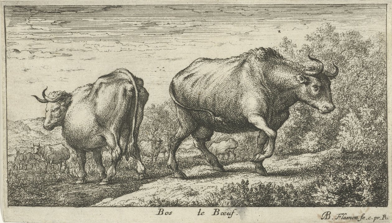 tjurar Bos le Boeuf (titel på objekt) Olika djurarter (serietitel) av Albert Flamen