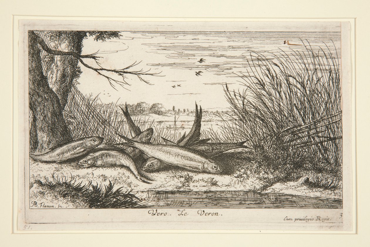 The Loach, från den andra delen av Fresh Water Fish-serien. av Albert Flamen
