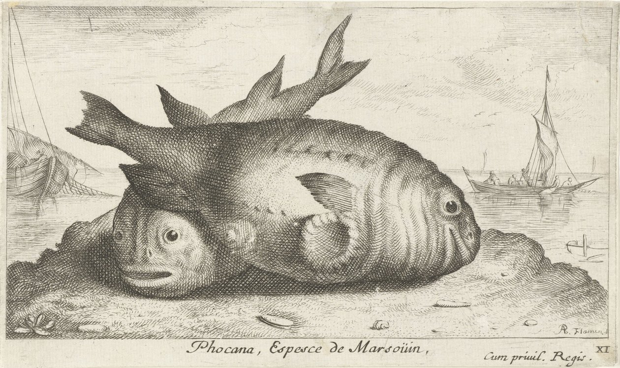 Två tumlare på stranden Phocana, Espèce de Marsoüin, (titel på objekt) Fish and Other Sea Creatures - Saltwater Third Series (serietitel) Poissons de mer (serietitel) av Albert Flamen