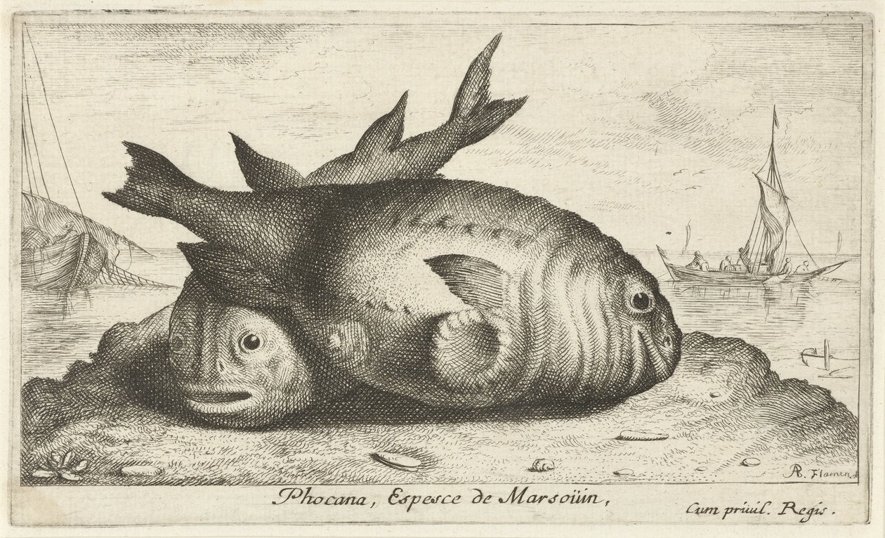 Två tumlare på stranden Phoca Na, Espèce de Marsoüin, (titel på objekt) Fiskar och andra havsdjur - saltvatten tredje serie (serietitel) Poissons de mer (serietitel) av Albert Flamen