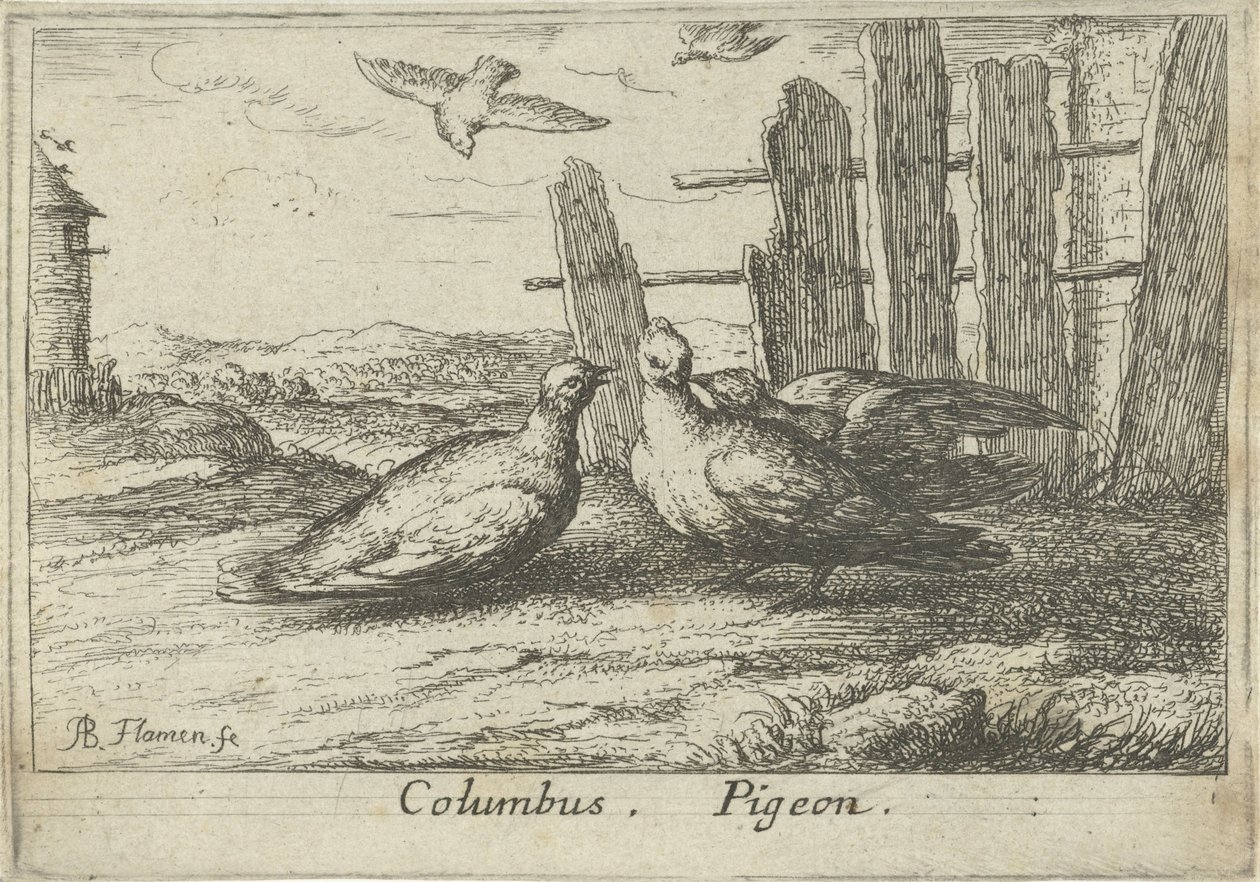 Två duvor vid ett staket Columbus. duva. (titel på objekt) Tretton fågelarter (serietitel) Diuersae Auium Specie (serietitel) av Albert Flamen
