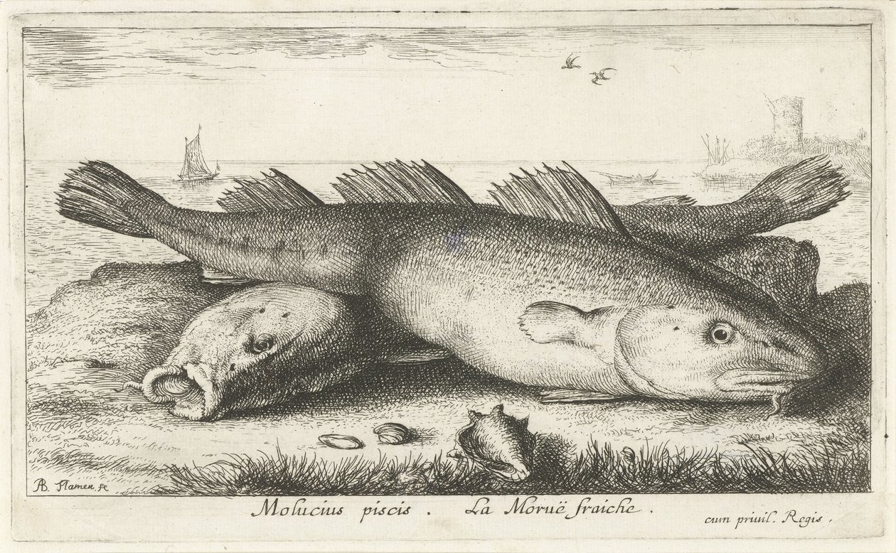Två torskar på stranden Molucius piscis. Le Morue Fraiche. (titel på objekt) Fiskar och andra havsdjur - saltvattens andra serie (serietitel) Poissons de mer (serietitel) av Albert Flamen