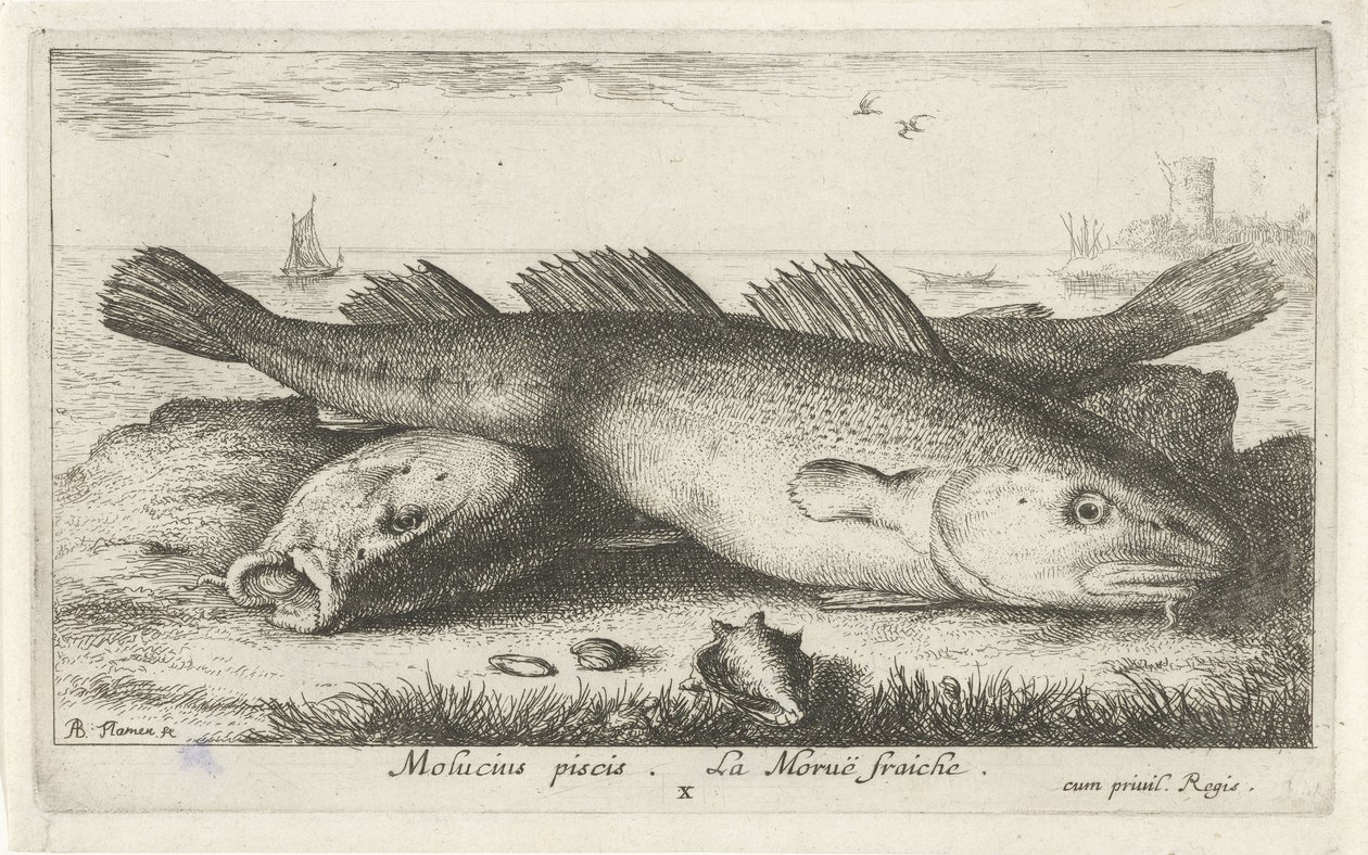 Två torskar på stranden Molucius piscis. La Morue fraiche. (titel på objekt) Fiskar och andra havsdjur - saltvattens andra serie (serietitel) Poissons de mer (serietitel) av Albert Flamen