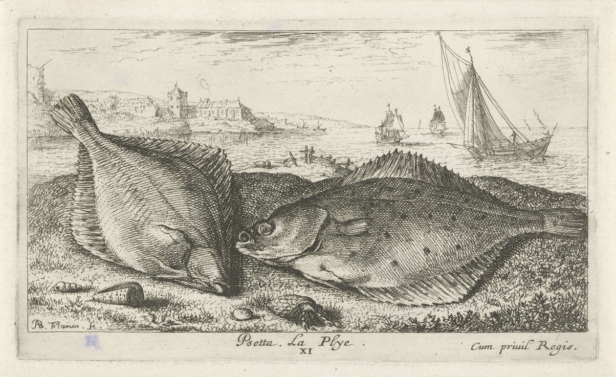 Två plattfiskar på stranden psetta. La Plye. (titel på objekt) Fiskar och andra havsdjur - saltvattens andra serie (serietitel) Poissons de mer (serietitel) av Albert Flamen