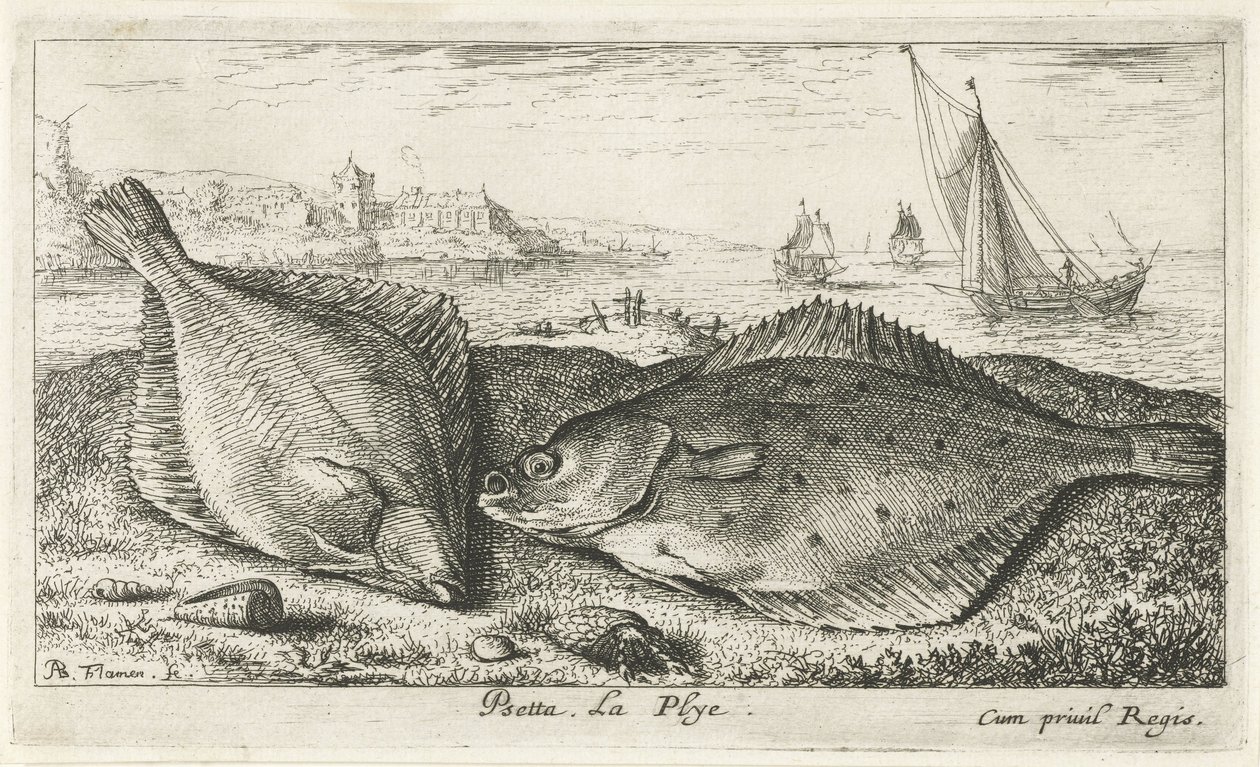 Två plattfiskar på stranden psetta. La Plye. (titel på objekt) Fiskar och andra havsdjur - saltvattens andra serie (serietitel) Poissons de mer (serietitel) av Albert Flamen